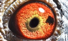 开云体育-东方俱乐部在国际赛场上取得胜利的简单介绍