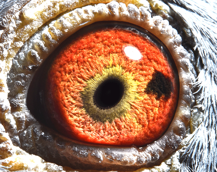 东方俱乐部在国际赛场上取得胜利的简单介绍